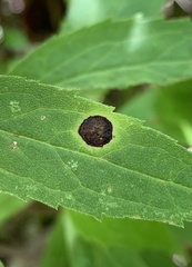 Asteromyia carbonifera