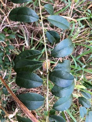 Maclura cochinchinensis