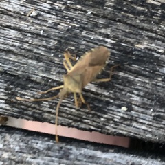 Gonocerus acuteangulatus