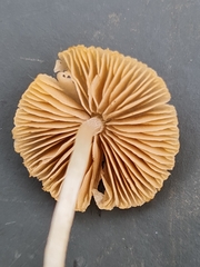 Candolleomyces typhae