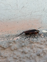 Periplaneta australasiae