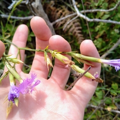 Dianthus hyssopifolius