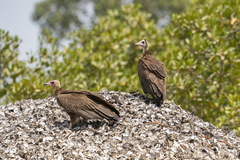 Necrosyrtes monachus