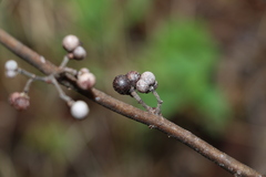 Grewia latifolia