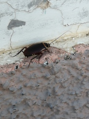 Periplaneta australasiae