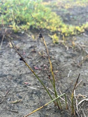 Juncus arcticus