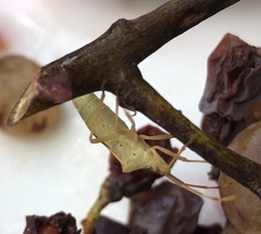 Gonocerus acuteangulatus