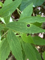 Asteromyia carbonifera