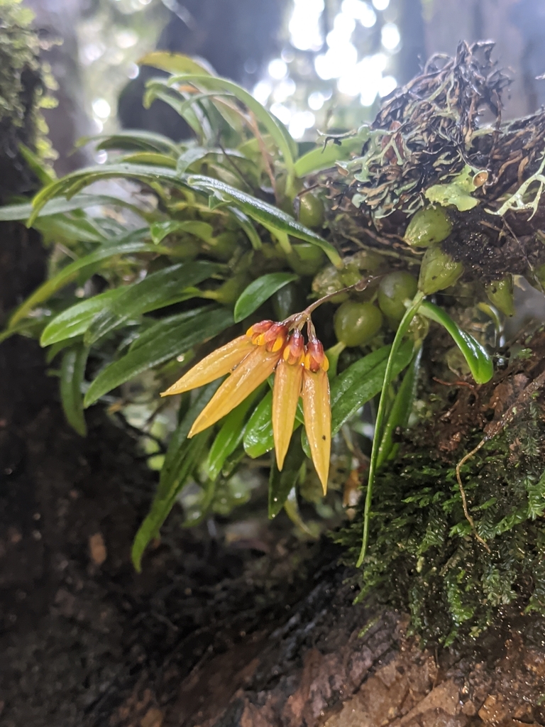 Bulbophyllum muscicola Rchb.f.