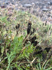 Oxytropis maydelliana