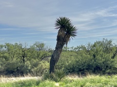Yucca faxoniana