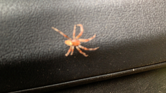 Araneus marmoreus