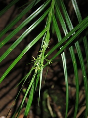 Rhynchospora polyphylla