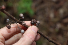 Grewia latifolia