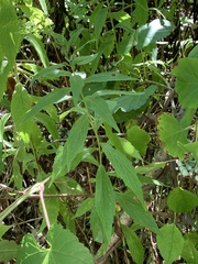 Asteromyia carbonifera