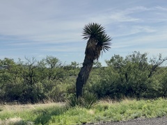 Yucca faxoniana