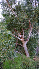 Eucalyptus camaldulensis