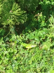 Lacerta bilineata