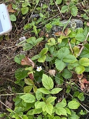 Fragaria