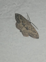 Scopula guancharia