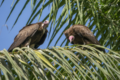 Necrosyrtes monachus