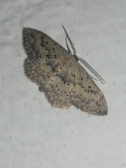Scopula guancharia