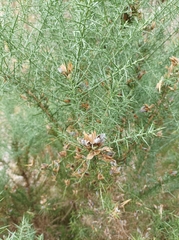 Ulex
