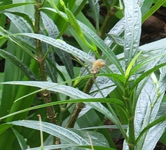 Zonamegilla