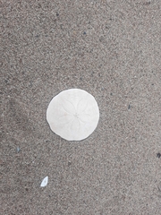 Echinarachnius parma