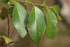 Bridelia leichhardtii