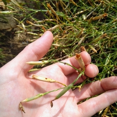 Dianthus hyssopifolius