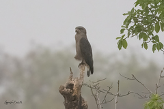 Circaetus cinerascens