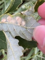 Aceria querci