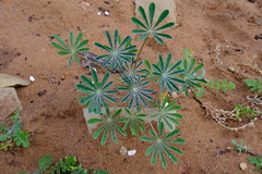Lupinus cosentinii