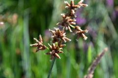 Schoenoplectus lacustris
