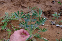Lupinus cosentinii