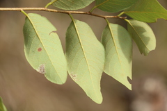 Bridelia leichhardtii
