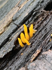 Calocera cornea