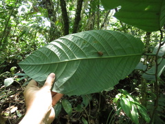 Passiflora arborea