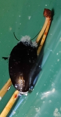 Agabinae