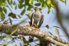 Accipiter ovampensis