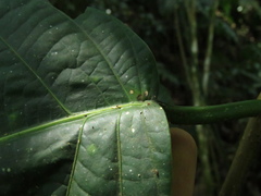 Passiflora arborea