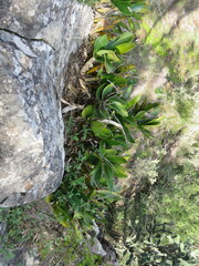Dendrobium speciosum