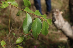 Bridelia leichhardtii