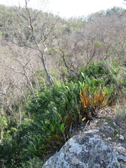 Dendrobium speciosum