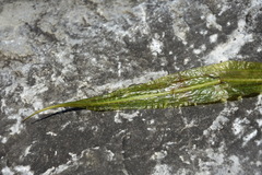 Potamogeton lucens