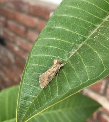 Acrolophus kearfotti