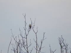 Coccothraustes coccothraustes