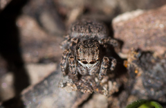 Maratus vespertilio