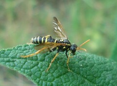 Tenthredo scrophulariae